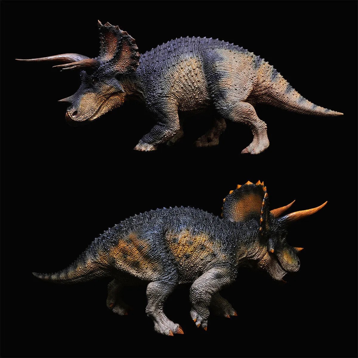 Triceratops rebor