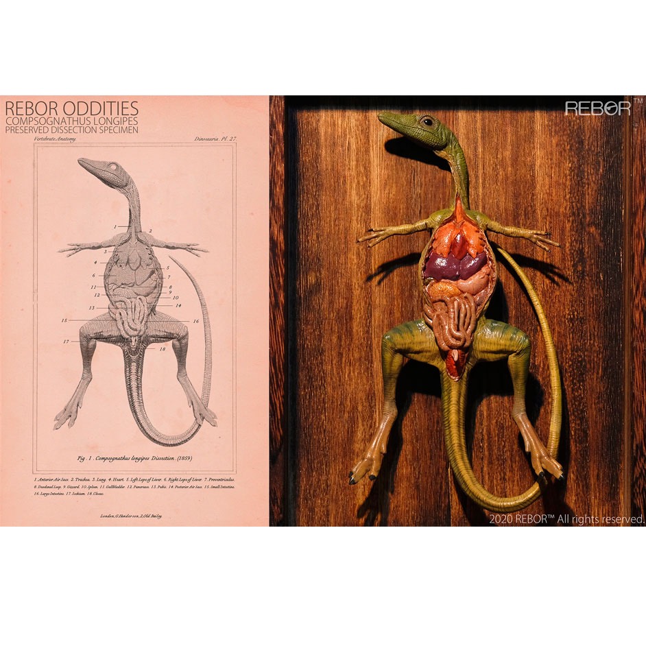 mo hinh khung long compsognathus hang rebor