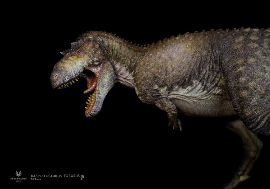 mo hinh khung long daspletosaurus torosus
